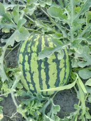 ��������� ��� ������� �����, ��������������, ������� ���� 6