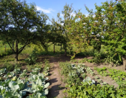 Продается дом Сумская, Сумы, Заречный, Роменская фото 5 Продается дом Сумская, Сумы, Заречный, Роменская фото 5