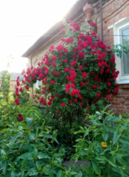 Продается дом Сумская, Сумский, Николаевка фото 5 Продается дом Сумская, Сумский, Николаевка фото 5