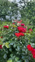 Продается дом Сумская, Сумы, Баранівка кооп. Озерний фото 4 Продается дом Сумская, Сумы, Баранівка кооп. Озерний фото 4