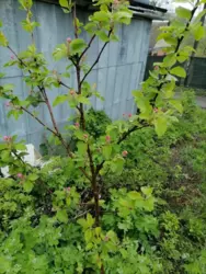 Продается дом Сумская, Сумы, Заречный, р-н Аеропорта с/т Барвінок фото 2 Продается дом Сумская, Сумы, Заречный, р-н Аеропорта с/т Барвінок фото 2