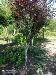 ��������� ��� �����, ����, �������, �������� ���� 3