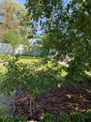 Продается дом Сумская, Сумы фото 10 Продается дом Сумская, Сумы фото 10