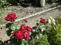 Продается дом Сумская, Сумы, Ковпаковский, Білопільський шлях с/т Фрунзенець фото 6 Продается дом Сумская, Сумы, Ковпаковский, Білопільський шлях с/т Фрунзенець фото 6