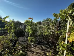 Продается дом Сумская, Сумы, Заречный, Чисті пруди, с/т Ремонтник фото 9 Продается дом Сумская, Сумы, Заречный, Чисті пруди, с/т Ремонтник фото 9