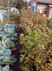 Продается дом Сумская, Сумский фото 7 Продается дом Сумская, Сумский фото 7