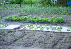 Продается дом Сумская, Сумы, р-н Барановка фото 5 Продается дом Сумская, Сумы, р-н Барановка фото 5