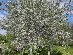 Продается дом Сумская, Сумы, Ковпаковский, Тополянська фото 1 Продается дом Сумская, Сумы, Ковпаковский, Тополянська фото 1