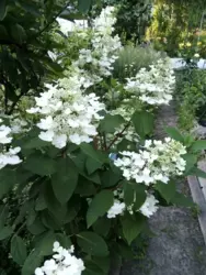 Продается дом Сумская, Сумы, Заречный, Баси , с/т Хімік-1 фото 2 Продается дом Сумская, Сумы, Заречный, Баси , с/т Хімік-1 фото 2