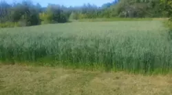 Продается дом с/т Тополянське, Сумы, Сумская, Ковпаковский фото 2 Продается дом с/т Тополянське, Сумы, Сумская, Ковпаковский фото 2