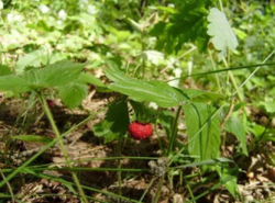 С. Писаревка, Сумская область, Сумской район, ветхий дом, 34 сотки фото 6 С. Писаревка, Сумская область, Сумской район, ветхий дом, 34 сотки фото 6