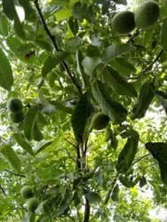 Продается дом Старое село, Сумский, Сумская фото 5 Продается дом Старое село, Сумский, Сумская фото 5