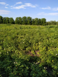 Продается дом Сумская, Сумы, Заречный, Роменская фото 4 Продается дом Сумская, Сумы, Заречный, Роменская фото 4