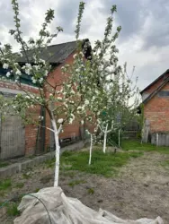 Продается дом Баранівка, Липняк, Сумский, Сумская фото 18 Продается дом Баранівка, Липняк, Сумский, Сумская фото 18