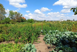 Продается дом Сумская, Сумский, Стецьковка фото 7 Продается дом Сумская, Сумский, Стецьковка фото 7