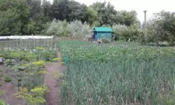 Продается дом Сумская, Сумы, Ковпаковский, Тополянська фото 6 Продается дом Сумская, Сумы, Ковпаковский, Тополянська фото 6