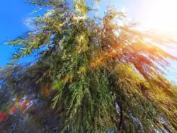 Продается дом Сумская, Сумы, Заречный, Баси , с/т Хімік-1 фото 1 Продается дом Сумская, Сумы, Заречный, Баси , с/т Хімік-1 фото 1