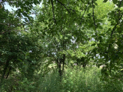 Продается дом Сумская, Сумы, Ковпаковский, Веретенівська вул. фото 3 Продается дом Сумская, Сумы, Ковпаковский, Веретенівська вул. фото 3