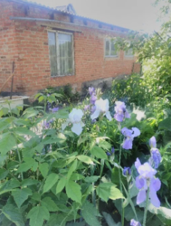 Продается дом Сумская, Сумский, Кровное фото 2 Продается дом Сумская, Сумский, Кровное фото 2