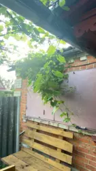 Продается дом Барановка с/т Озерний, Сумы, Сумская, Заречный фото 1 Продается дом Барановка с/т Озерний, Сумы, Сумская, Заречный фото 1