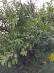 Продается дом Сумская, Сумы, Верхнее Песчаное фото 9 Продается дом Сумская, Сумы, Верхнее Песчаное фото 9