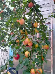 Продается дом Сумская, Сумы, Ковпаковский, р-н центрального ринку фото 8 Продается дом Сумская, Сумы, Ковпаковский, р-н центрального ринку фото 8