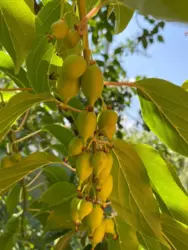 Продается дом Сумская, Сумы, Баранівка кооп. Озерний фото 12 Продается дом Сумская, Сумы, Баранівка кооп. Озерний фото 12