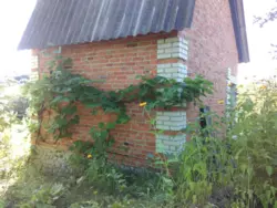 Продается дом Никонци, Сумский, Сумская фото 20 Продается дом Никонци, Сумский, Сумская фото 20