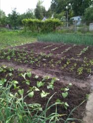 Дача Старое село фото 6 Дача Старое село фото 6