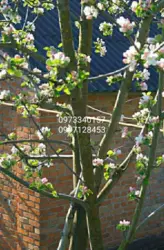 Продается дом Сумская, Роменский, Грышеное, с. Гаврилівка фото 12 Продается дом Сумская, Роменский, Грышеное, с. Гаврилівка фото 12