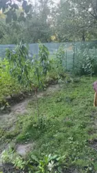 Продается дом Сумская, Сумы, Заречный, с/т Красносільський фото 3 Продается дом Сумская, Сумы, Заречный, с/т Красносільський фото 3