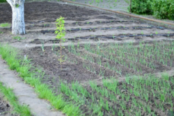 Продается дом Сумская, Сумы, р-н Барановка фото 6 Продается дом Сумская, Сумы, р-н Барановка фото 6