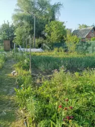 Продается дом Сумская, Сумы, Заречный, с/т Озерний НЕМ фото 14 Продается дом Сумская, Сумы, Заречный, с/т Озерний НЕМ фото 14