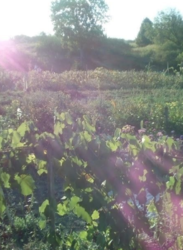 Продается дом Сумская, Сумский, Степановка фото 8 Продается дом Сумская, Сумский, Степановка фото 8