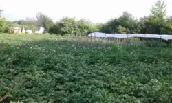 Продается дом Сумская, Сумы, Ковпаковский, Тополянська фото 7 Продается дом Сумская, Сумы, Ковпаковский, Тополянська фото 7