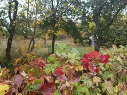 Продается дом Хімік с/т Строітель-1, Сумы, Сумская, Заречный фото 5 Продается дом Хімік с/т Строітель-1, Сумы, Сумская, Заречный фото 5