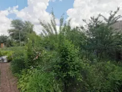 Продается дом Сумская, Сумы, Заречный, с/т Озерний НЕМ фото 5 Продается дом Сумская, Сумы, Заречный, с/т Озерний НЕМ фото 5