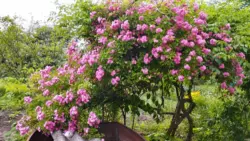 Продается дом Сумская, Сумы, Ковпаковский, Білопільський шлях, с/т Фрунзенець фото 7 Продается дом Сумская, Сумы, Ковпаковский, Білопільський шлях, с/т Фрунзенець фото 7