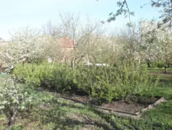 ��������� ��� ������, �������, ������� ���� 7