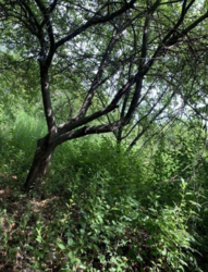 Продается дом Сумская, Сумы, Ковпаковский, Веретенівська вул. фото 2 Продается дом Сумская, Сумы, Ковпаковский, Веретенівська вул. фото 2