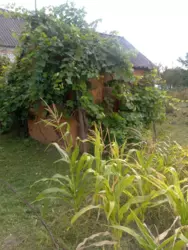 Продается дом Сумская, Сумский, Новоселица, станція Маяк с/т Хімік-2 фото 5 Продается дом Сумская, Сумский, Новоселица, станція Маяк с/т Хімік-2 фото 5