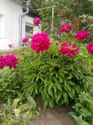 Продается дом Сумская, Сумы фото 8 Продается дом Сумская, Сумы фото 8