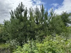 Продается дом Сумская, Сумы, Ковпаковский, Білопільський шлях с/т Фрунзенець фото 8 Продается дом Сумская, Сумы, Ковпаковский, Білопільський шлях с/т Фрунзенець фото 8