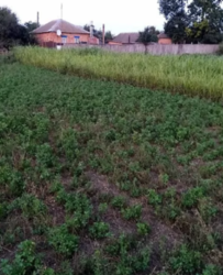 Продается дом Сумская, Сумский, Терешковка фото 15 Продается дом Сумская, Сумский, Терешковка фото 15