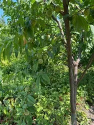 Продается дом Сумская, Сумы, Баранівка кооп. Озерний фото 11 Продается дом Сумская, Сумы, Баранівка кооп. Озерний фото 11