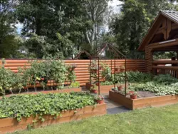 ��������� ��� ���� ���������������, ������ ����, �������, ������� ���� 18