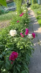 Продается дом Сумская, Сумы, Заречный, с/т Красносільський фото 9 Продается дом Сумская, Сумы, Заречный, с/т Красносільський фото 9