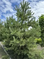 Продается дом Сумская, Сумы, Ковпаковский, Білопільський шлях с/т Фрунзенець фото 7 Продается дом Сумская, Сумы, Ковпаковский, Білопільський шлях с/т Фрунзенець фото 7