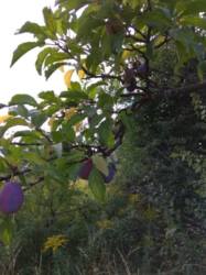 Продается дом Сумская, Сумы, Верхнее Песчаное фото 6 Продается дом Сумская, Сумы, Верхнее Песчаное фото 6