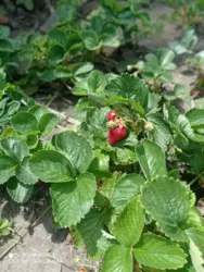 ��������� ��� �����, ����, �������, �������� ���� 9